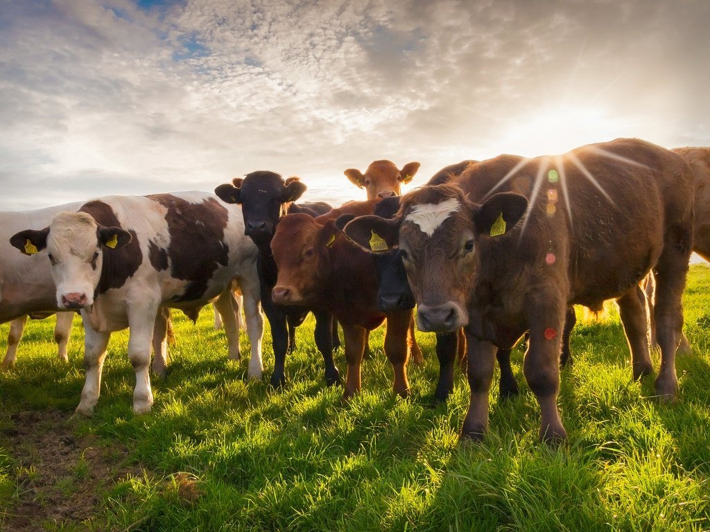 cattle2