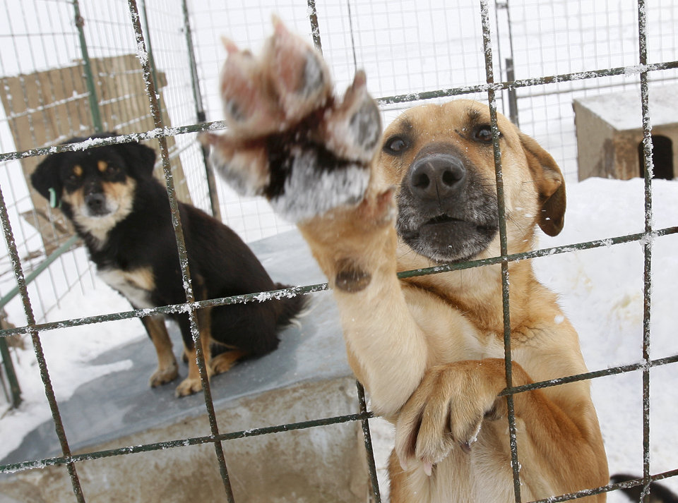 dog_cage